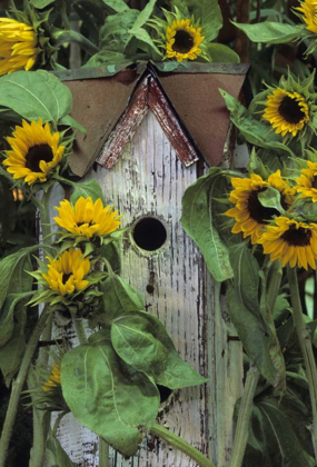 Picture of PENNSYLVANIA BIRDHOUSE AND GARDEN SUNFLOWERS