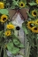 Picture of PENNSYLVANIA BIRDHOUSE AND GARDEN SUNFLOWERS