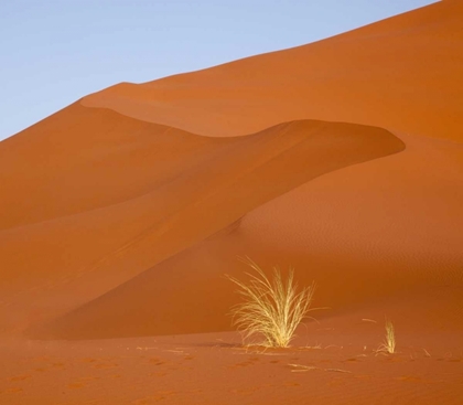Picture of NAMIBIA, NAMIB-NAUKLUFT PARK GRASS AND SAND DUNE