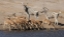 Picture of ZEBRAS AND BLACK-FACED IMPALA, ETOSHA NP, NAMIBIA