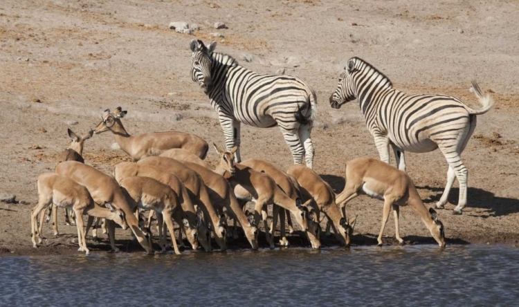 Picture of ZEBRAS AND BLACK-FACED IMPALA, ETOSHA NP, NAMIBIA