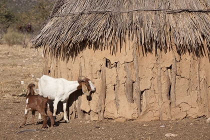 Picture of NAMIBIA, OPUWO A PAIR OF GOATS AND HIMBA MUD HUT