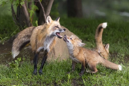 Picture of MINNESOTA, SANDSTONE RED FOX AND PUP INTERACTING