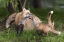 Picture of MINNESOTA, SANDSTONE RED FOX AND PUP INTERACTING