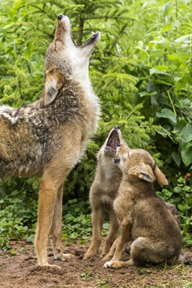 Picture of MINNESOTA, SANDSTONE COYOTE MOTHER AND PUPS HOWL