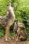 Picture of MINNESOTA, SANDSTONE COYOTE MOTHER AND PUPS HOWL