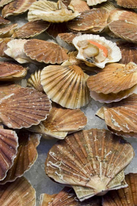 Picture of ITALY, VENICE SCALLOPS FOR SALE AT A FISH MARKET