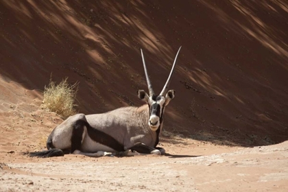 Picture of RESTING ORYX, NAMIB-NAUKLUFT, SOSSUSVLEI, NAMIBIA