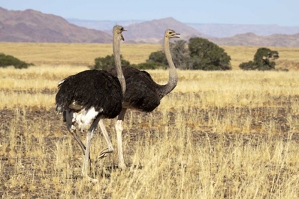 Picture of OSTRICH PAIR, NAMIB-NAUKLUFT, SOSSUSVLEI, NAMIBIA