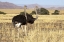 Picture of OSTRICH PAIR, NAMIB-NAUKLUFT, SOSSUSVLEI, NAMIBIA