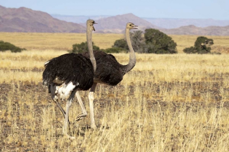 Picture of OSTRICH PAIR, NAMIB-NAUKLUFT, SOSSUSVLEI, NAMIBIA