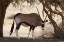 Picture of NAMIBIA, NAMIB-NAUKLUFT, SOSSUSVLEI ORYX GRAZING