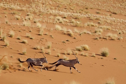 Picture of ORYX PAIR RUNNING, DEAD VLEI, SOSSUSVLEI, NAMIBIA