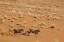 Picture of ORYX PAIR RUNNING, DEAD VLEI, SOSSUSVLEI, NAMIBIA