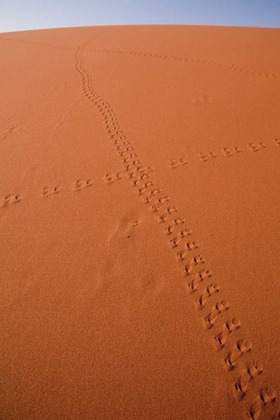 Picture of NAMIBIA, SOSSUSVLEI ANIMAL TRACKS ON A SAND DUNE
