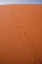 Picture of NAMIBIA, SOSSUSVLEI ANIMAL TRACKS ON A SAND DUNE