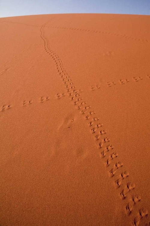 Picture of NAMIBIA, SOSSUSVLEI ANIMAL TRACKS ON A SAND DUNE