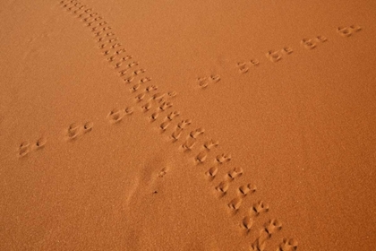 Picture of NAMIBIA, SOSSUSVLEI ANIMAL TRACKS ON A SAND DUNE