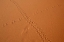 Picture of NAMIBIA, SOSSUSVLEI ANIMAL TRACKS ON A SAND DUNE