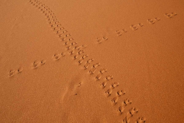 Picture of NAMIBIA, SOSSUSVLEI ANIMAL TRACKS ON A SAND DUNE