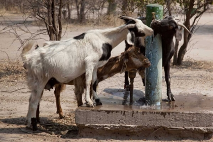 Picture of BOTSWANA, TSODILO HILLS GOATS DRINKING FROM PUMP