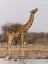 Picture of NAMIBIA, ETOSHA NP GIRAFFE DRINKING AT WATERHOLE