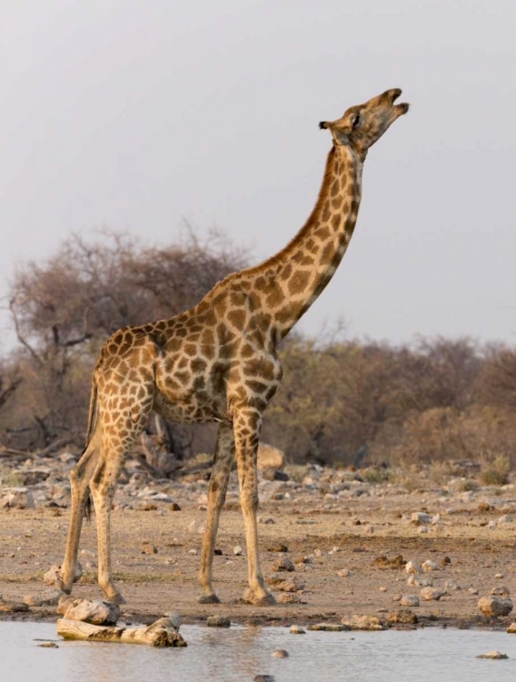 Picture of NAMIBIA, ETOSHA NP GIRAFFE DRINKING AT WATERHOLE