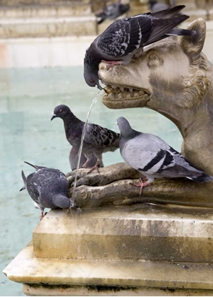 Picture of ITALY, TUSCANY, SIENNA BIRDS DRINK FROM A STATUE