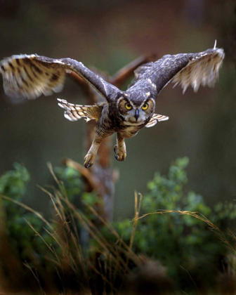 Picture of GA, PINE MOUNTAIN BARRED OWL IN FLIGHT