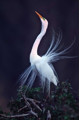 Picture of FL, VENICE GREAT WHITE EGRET COURTSHIP