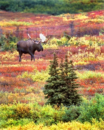 Picture of AK, DENALI NP BULL MOOSE AND AUTUMN TUNDRA