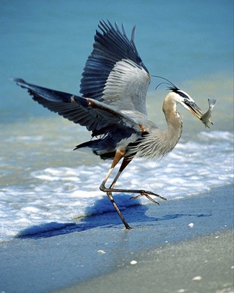Picture of FL, CAPTIVA ISLAND GREAT BLUE HERON HUNTING