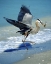 Picture of FL, CAPTIVA ISLAND GREAT BLUE HERON HUNTING