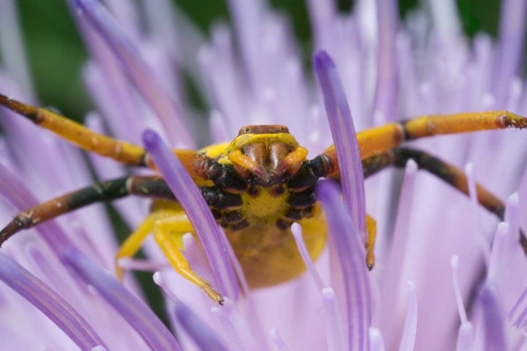 Picture of INDIANA, RIVER ROAD PARK YELLOW CRAB SPIDER