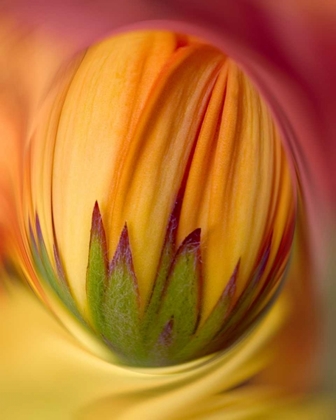 Picture of INDIANA, CARMEL CLOSE-UP OF GERBERA DAISY BUD