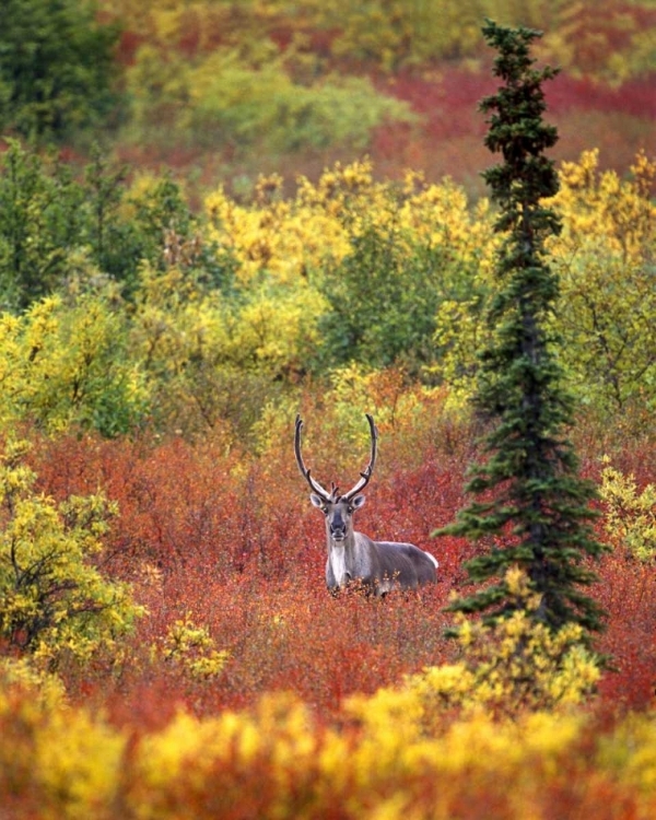 Picture of AK, DENALI NP CARIBOU AND AUTUMN IN DENALI NP