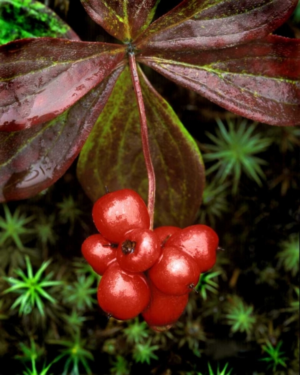 Picture of AK, DENALI NP DETAIL OF LEAVES AND RED BERRIES