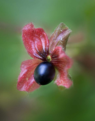 Picture of CO, BLACK TWINBERRY BRACT AND BERRY ALONG A ROAD