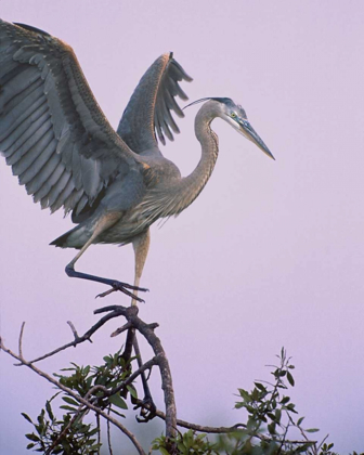 Picture of FL, VENICE GREAT BLUE HERON LANDING AT ITS NEST
