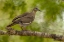 Picture of TEXAS, HIDALGO COUNTY WHITE-WINGED DOVE ON LIMB