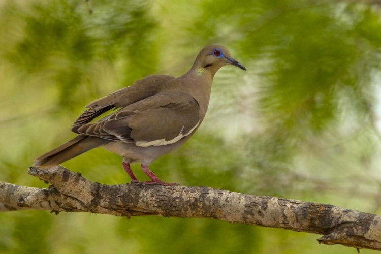Picture of TEXAS, HIDALGO COUNTY WHITE-WINGED DOVE ON LIMB