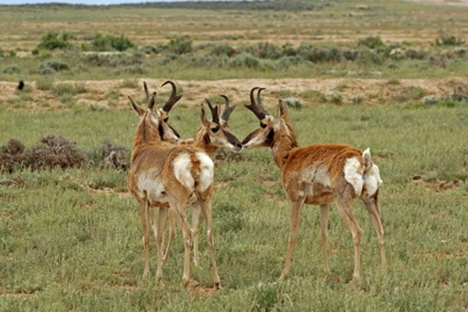Picture of WYOMING, CARBON COUNTY PRONGHORN BUCKS GREETING