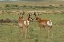 Picture of WYOMING, CARBON COUNTY PRONGHORN BUCKS GREETING