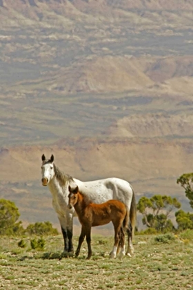 Picture of WYOMING, CARBON COUNTY WILD HORSE MARE AND COLT