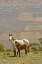Picture of WYOMING, CARBON COUNTY WILD HORSE MARE AND COLT