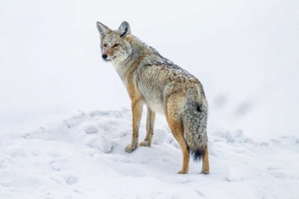Picture of WYOMING, YELLOWSTONE NP COYOTE ON ALERT IN SNOW