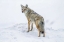 Picture of WYOMING, YELLOWSTONE NP COYOTE ON ALERT IN SNOW