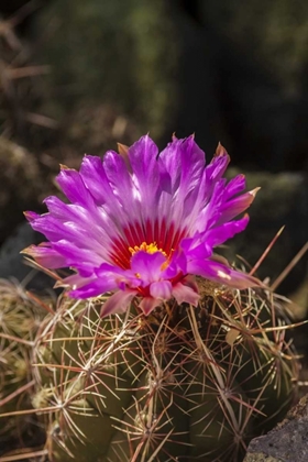 Picture of ARIZONA, SONORAN DESERT CACTUS BLOSSOM CLOSE-UP