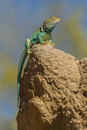 Picture of ARIZONA, SONORAN DESERT COLLARED LIZARD ON ROCK