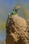 Picture of ARIZONA, SONORAN DESERT COLLARED LIZARD ON ROCK